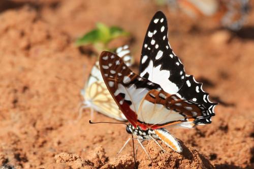 Réf. 223 540 : Graphium angolanus